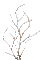 winter bush by nataliplus - Gratis geanimeerde GIF geanimeerde GIF