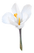 dolceluna white flower - png gratis GIF animasi