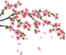 flowers blossom - PNG gratuit GIF animé