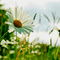summer background by nataliplus - ilmainen png animoitu GIF