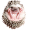 Kaz_Creations Hedgehog - darmowe png animowany gif
