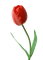 цветы - δωρεάν png κινούμενο GIF