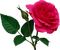 rose - zdarma png animovaný GIF