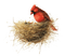 Pájaro  carpintero en el nido - png gratis GIF animado