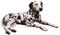 Kaz_Creations Animals Dog Dalmation - PNG gratuit GIF animé