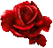 RED ROSA