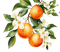Orange - Bogusia - 免费PNG 动画 GIF