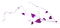 kikkapink deco purple violet branch - PNG gratuit GIF animé