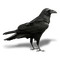 kikkapink deco scrap crow - png gratuito GIF animata