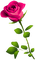 pink rose - PNG gratuit GIF animé