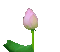 Lotus - Ingyenes animált GIF animált GIF