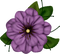 purple flowers 3 - png gratuito GIF animata
