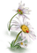 loly33 fleur marguerite - PNG gratuit GIF animé