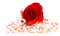 Rose rouge - PNG gratuit GIF animé