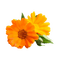 kikkapink deco scrap orange flowers - фрее пнг анимирани ГИФ