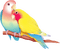 patymirabelle oiseau - PNG gratuit GIF animé