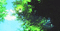 spring landscape wald foret tree image forest fond background landschaft paysage arbre bäume sky heaven himmel gif anime animated animation - Безплатен анимиран GIF анимиран GIF