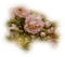 d-roses - PNG gratuit GIF animé