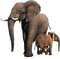 dolceluna elephants - zadarmo png animovaný GIF