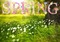 Kaz_Creations Deco  Backgrounds Background Colours Spring - безплатен png анимиран GIF