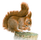 Kaz_Creations Squirrel - бесплатно png анимированный гифка