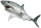 Kaz_Creations Shark - ilmainen png animoitu GIF