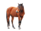 Kaz_Creations Horse - ilmainen png animoitu GIF