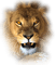 lion - zadarmo png animovaný GIF