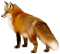 fox bp - δωρεάν png κινούμενο GIF