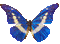 papillon - Gratis animerad GIF animerad GIF