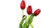 tulipan - zdarma png animovaný GIF
