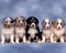 chiens - zadarmo png animovaný GIF