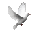 dove white gif 🕊🕊 pigeon - GIF animé gratuit GIF animé