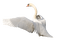 Zizi_Diamond Swan - Free PNG Animated GIF