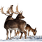 deer reh cerf animal animals  hirsch tube winter hiver - PNG gratuit GIF animé