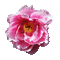 flower gif pink  fleur pink - GIF animado gratis GIF animado