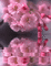 Sakura Blossom - Besplatni animirani GIF animirani GIF