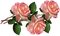 kukka, flower, fleur, ruusu, rose - zadarmo png animovaný GIF