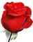 trandafir - png gratuito GIF animata