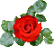 rosa roja - GIF animate gratis GIF animata
