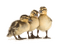 ducklings - PNG gratuit GIF animé