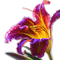 Rena Flower Lilie Blumen - PNG gratuit GIF animé