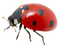 ladybug marienkäfer insect