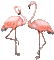 Flamingo - Darmowy animowany GIF animowany gif