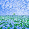 Blue Flower Field - 無料のアニメーション GIF アニメーションGIF