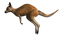 kenguru, kangaroo - ücretsiz png animasyonlu GIF