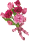 flowers gif katrin - Darmowy animowany GIF animowany gif