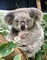 Australia animals koala bp - zadarmo png animovaný GIF