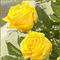 MMarcia gif rosas amarelas fundo - Ilmainen animoitu GIF