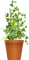 ivy  Bb2 - Free PNG Animated GIF